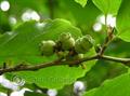 American witch-hazel